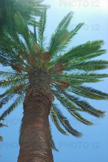 Looking up at a tall palm tree against a clear blue sky with sunlight filtering through the leaves