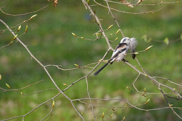 Long-tailed Tit, March, Germany, Europe