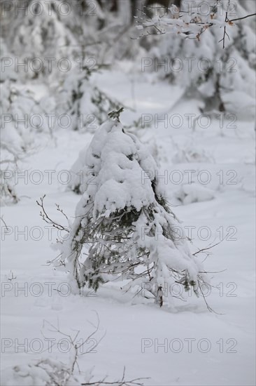 Snowy landscape, Bavarian Forest National Park, Bavaria, Germany, Europe