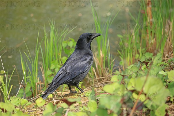 Carrion crow (Corvus corone)