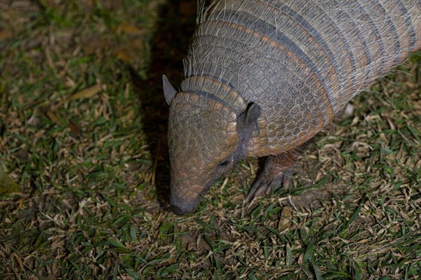 Giant armadillo (Priodontes maximus) Pantanal Brazil