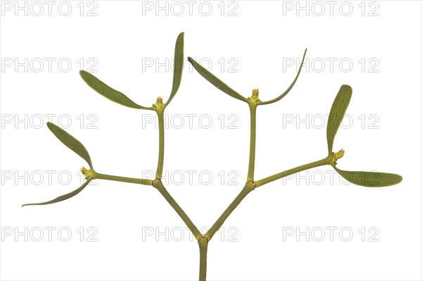 Branch of the pine mistletoe (Viscum laxum) with female flowers, a shoot semi-parasite, Valais, Switzerland, Europe