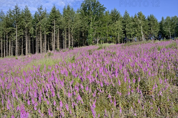Common foxglove (Digitalis purpurea) in bloom, extensive spread at the edge of the forest, North Rhine-Westphalia, Germany, Europe