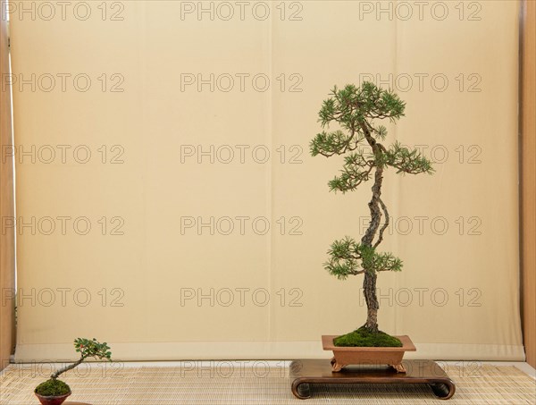 Bonsai