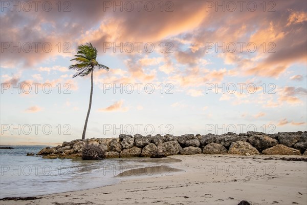 Caribbean dream beach with palm trees, white sandy beach and turquoise-coloured, crystal-clear water in the sea. Shallow bay at sunset. Plage de Sainte Anne, Grande Terre, Guadeloupe, French Antilles, North America