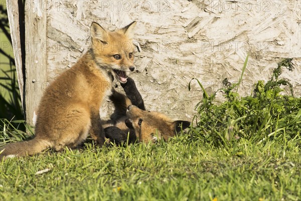 Red fox. Vulpes vulpes. Red fox cubs playing together in a meadow. Province of Quebec. Canada