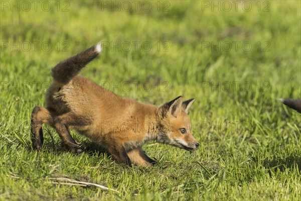 Red fox. Vulpes vulpes. Red fox cub running in a meadow. Province of Quebec. Canada