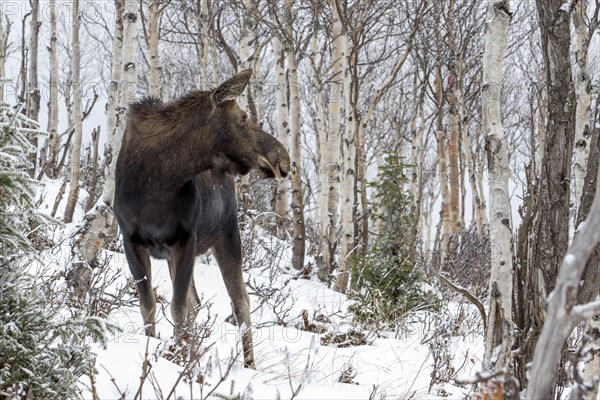 Moose. Alces alces. Moose cow standing and watching in a snow-covered forest in late fall. Gaspesie conservation park. Province of Quebec. Canada