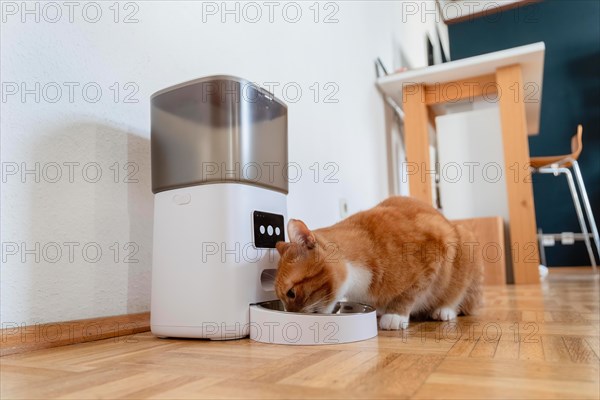 A red cat eats dry food from a feeder in a flat in Duesseldorf, Germany, Europe