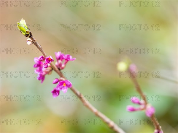 Mezereon (Daphne mezereum) and foliage shoots, near Tragoess, Styria, Austria, Europe