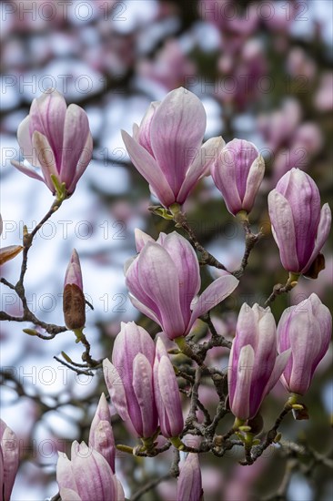 Blossoms of a magnolia (Magnolia), magnolia x soulangeana (Magnolia xsoulangeana), magnolia blossom, Offenbach am Main, Hesse, Germany, Europe