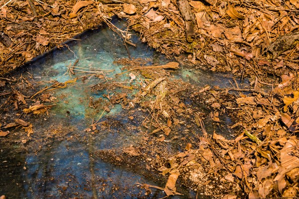 Automobile windshield on the ground with leaves, indicating environmental damage, in South Korea