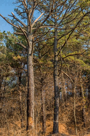 Tall pine trees stand above a carpet of dry autumn leaves, in South Korea