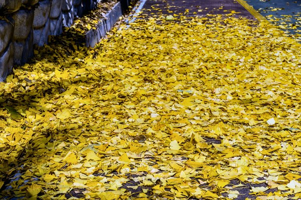 Yellow fallen leaves covering the ground, creating a vibrant autumnal texture, in South Korea