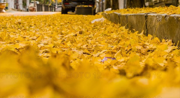 Closeup of gingko leaves fallen on street next to curb. Foreground and background blurred for effect