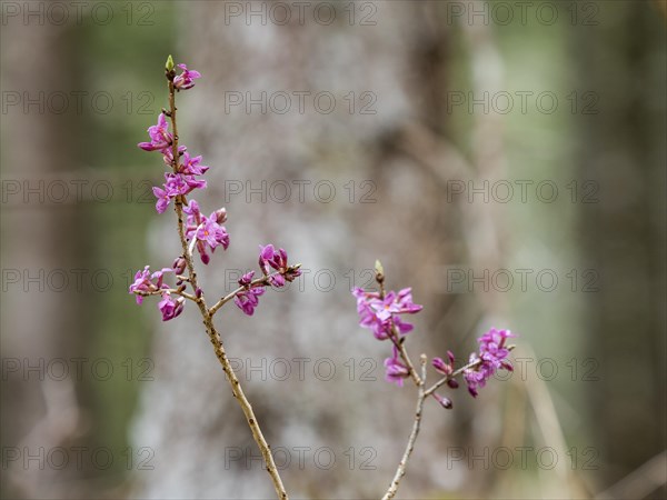 Mezereon (Daphne mezereum), near Tragoess, Styria, Austria, Europe