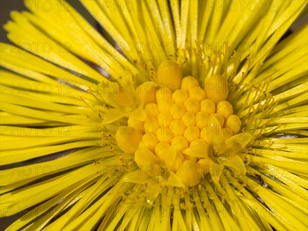 Coltsfoot (Tussilago farfara), Leoben, Styria, Austria, Europe