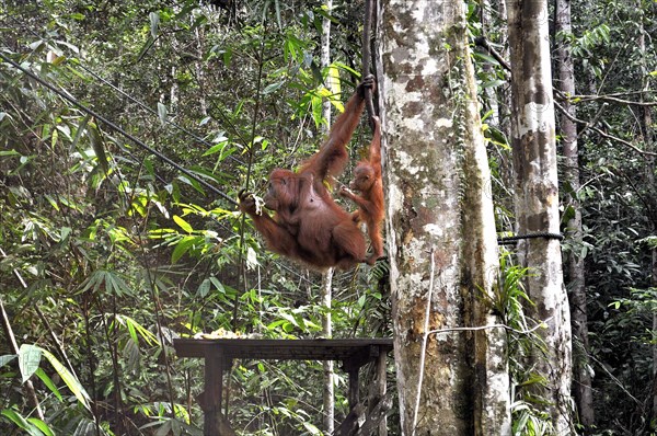 Semenggoh Nature Reserve, Pongo pygmaeus, sarawak, malaysia