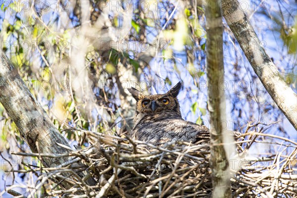 Virginia eagle owl (Bubo virginianus) Pantanal Brazil