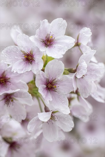 Japanese cherry (Prunus serrulata), Emsland, Lower Saxony, Germany, Europe