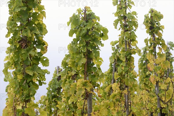 Vines, grapevines with autumn leaves with fog, Moselle, Rhineland-Palatinate, Germany, Europe