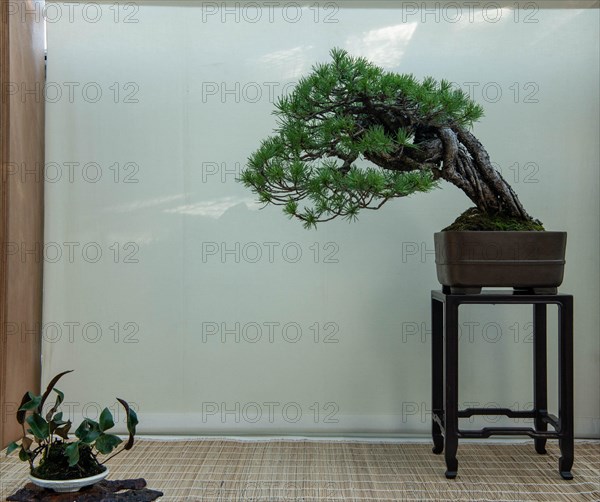 Bonsai