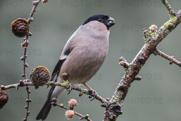 Bullfinch, eurasian bullfinch (Pyrrhula pyrrhula), Emsland, Lower Saxony, Germany, Europe