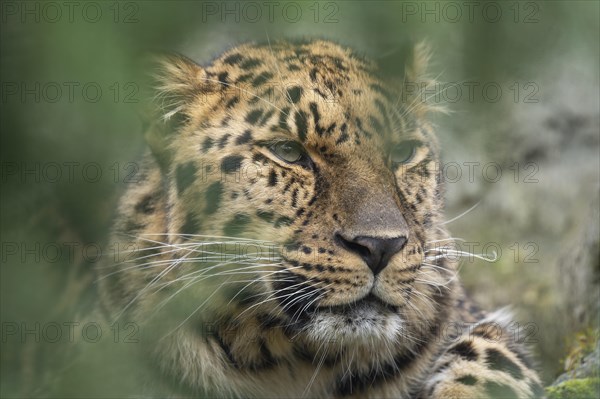 Amur leopard (Panthera pardus orientalis), portrait, occurring in the Amur-Ussuri region, captive