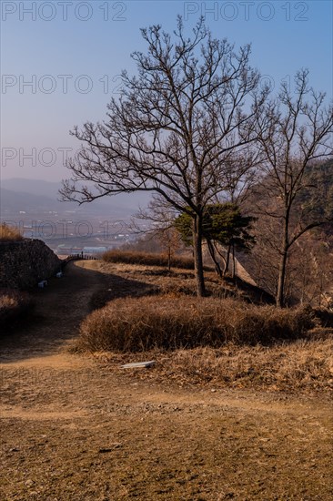 Leafless tree next to hiking trail shaded by section of mountain fortress wall in Boeun, South Korea, Asia