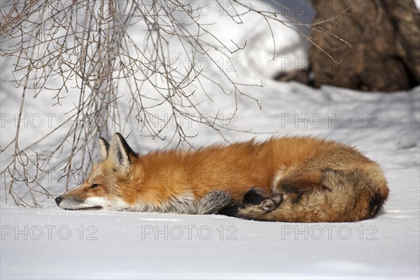 Red fox. Vulpes vulpes. Red fox resting on snow in winter. Red fox lying on the snow. Province of Quebec. Canada
