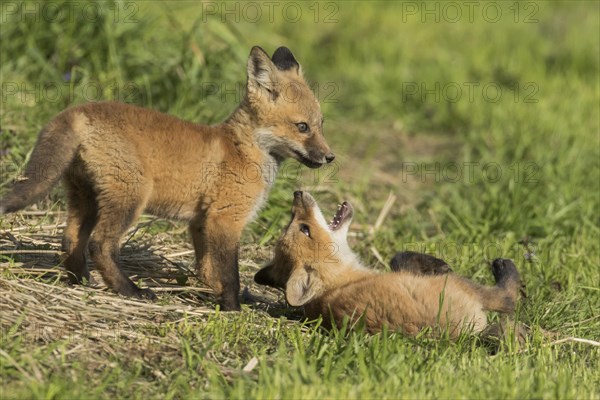 Red fox. Vulpes vulpes. Red fox cubs playing together in a meadow. Province of Quebec. Canada