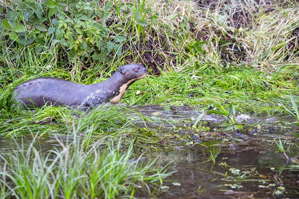 Giant otter (Pteronura brasiliensis) Pantanal Brazil