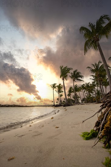 Caribbean dream beach with palm trees, white sandy beach and turquoise-coloured, crystal-clear water in the sea. Shallow bay at sunset. Plage de Sainte Anne, Grande Terre, Guadeloupe, French Antilles, North America