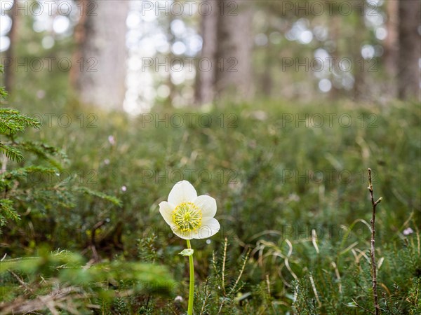 Christmas rose (Helleborus niger), near Tragoess, Styria, Austria, Europe