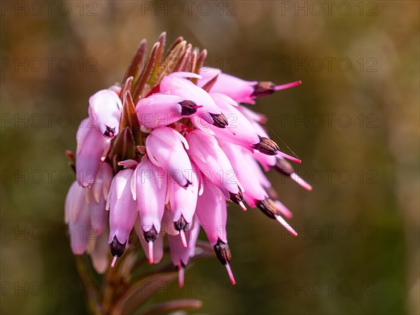 Flowering heather (Erica), near Tragoess, Styria, Austria, Europe