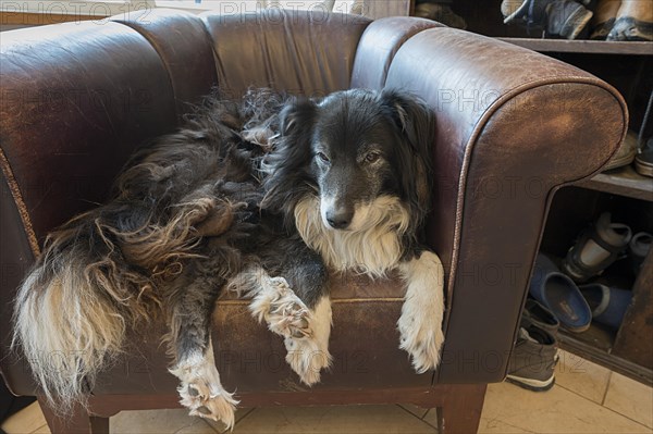 Old, tired Border Collie in his leather armchair, Mecklenburg-Vorpommern, Germany, Europe