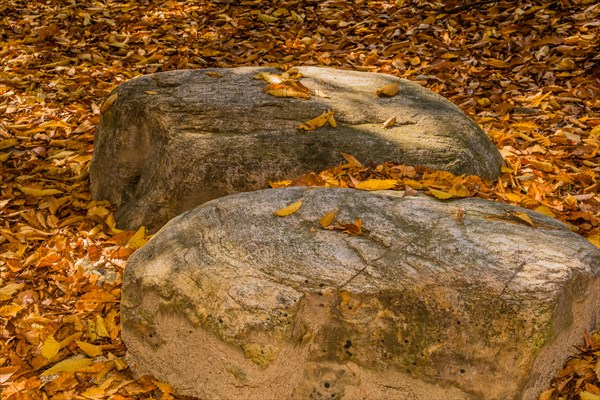 Textured boulders resting among fallen autumn leaves in a shaded area, in South Korea