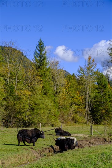 Yaks, Tannern, Jachenau, Toelzer Land, Upper Bavaria, Bavaria, Germany, Europe