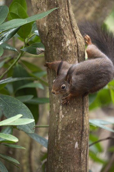 Eurasian red squirrel (Sciurus vulgaris), running down a thicker curved branch, looking down to the left, brush ears, winter fur, surrounded by green leaves, Ruhr area, Dortmund, Germany, Europe