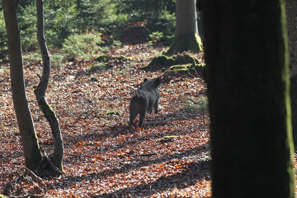 Wild boar (Sus scrofa) escapes unshot through the forest, Allgaeu, Bavaria, Germany, Europe