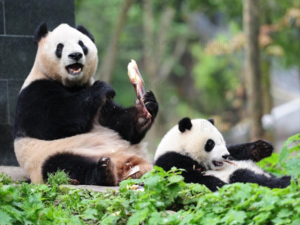 Bifengxia Panda Center, sichuan, china