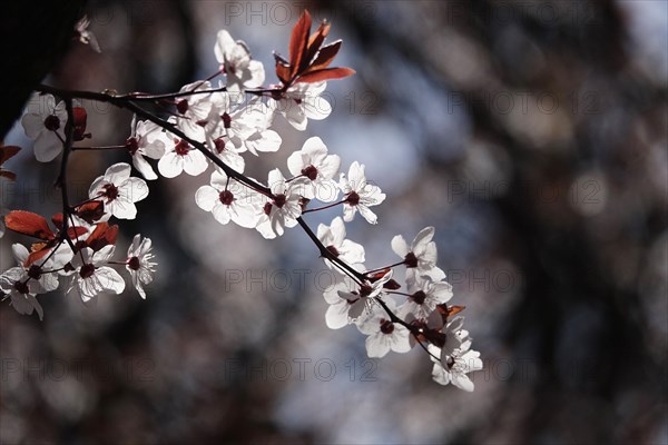 Ornamental cherry in bloom, March, Germany, Europe