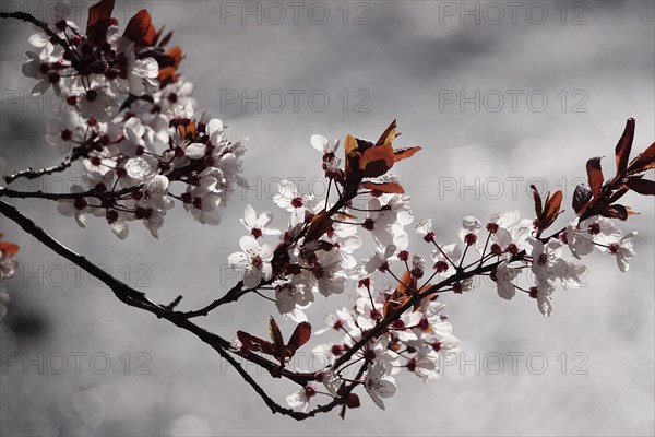 Ornamental cherry in bloom, March, Germany, Europe