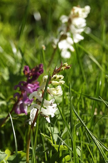 Corydalis, March, Germany, Europe