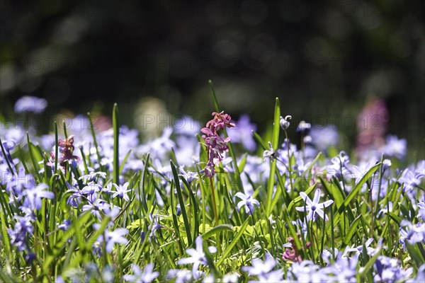 Corydalis and Scilla, March, Germany, Europe