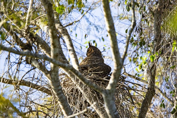 Virginia eagle owl (Bubo virginianus) Pantanal Brazil