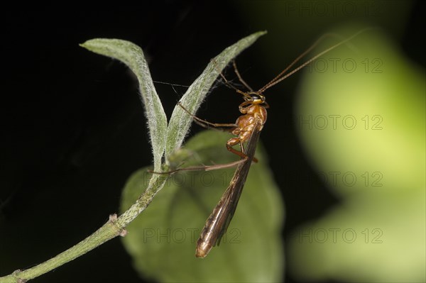 Ichneumon wasp from the Ophion genus, Valais, Switzerland, Europe