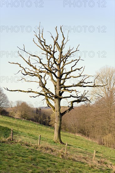 Solitary tree, dead oak tree (Quercus) in a meadow, North Rhine-Westphalia, Germany, Europe