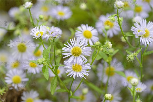 Daisy fleabane (Erigeron annuus), flowers with raindrops, Moselle, Rhineland-Palatinate, Germany, Europe