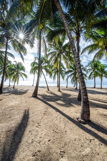 Romantic Caribbean sandy beach with palm trees, turquoise-coloured sea. Morning landscape shot at sunrise in Plage de Bois Jolan, Guadeloupe, French Antilles, North America